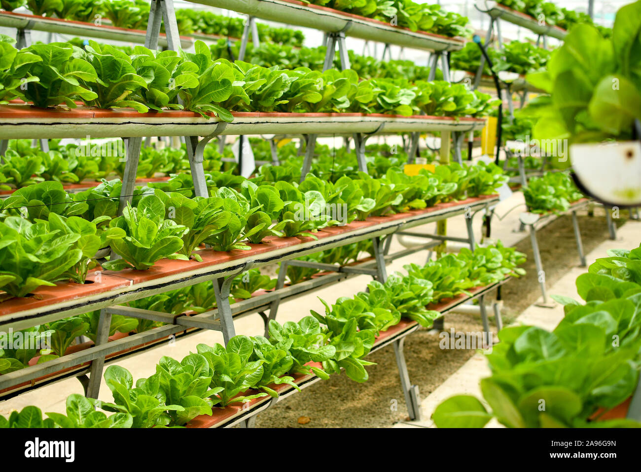 Filas de vegetales orgánicos en agricultura vertical Foto de stock