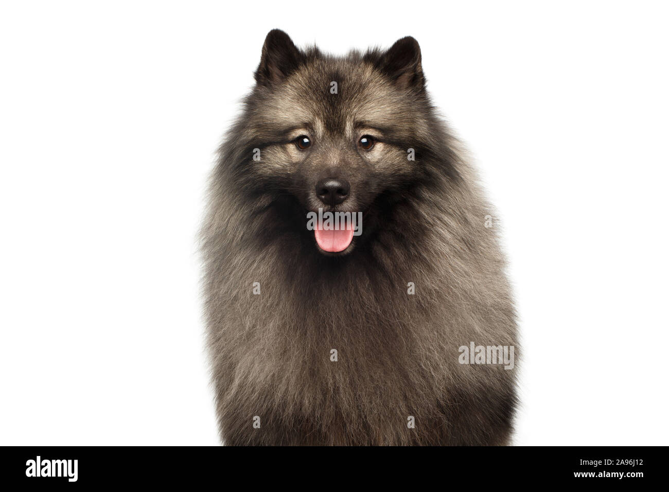 Retrato de Keeshond peludo perro mirando en cámara aislada sobre fondo blanco. Foto de stock
