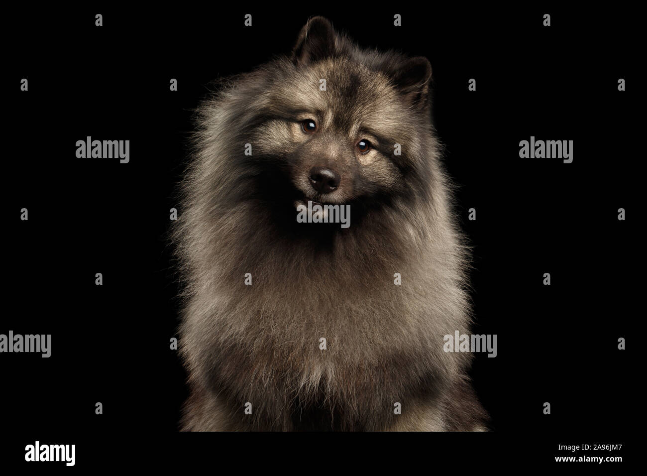Retrato de peludo perro Keeshond curioso mirando en cámara con girar la cabeza sobre fondo negro aislado Foto de stock