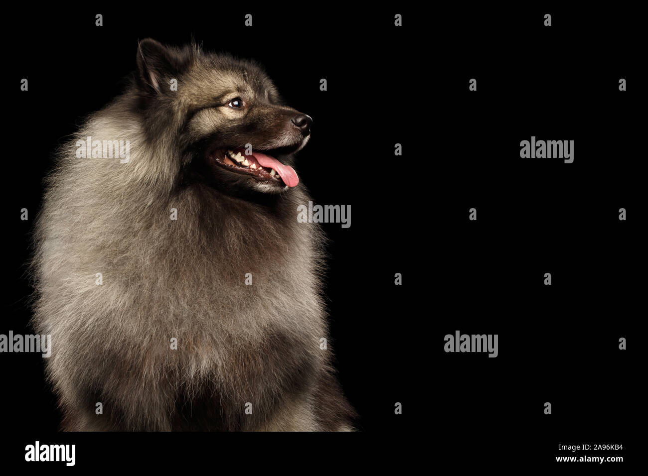 Retrato de Keeshond peludo perro mirando al lado en fondo negro aislado Foto de stock