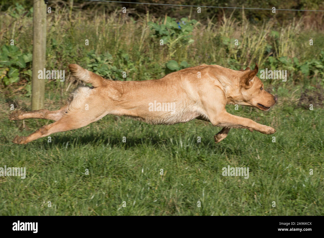 Perro Labrador Retriever amarillo girando Foto de stock