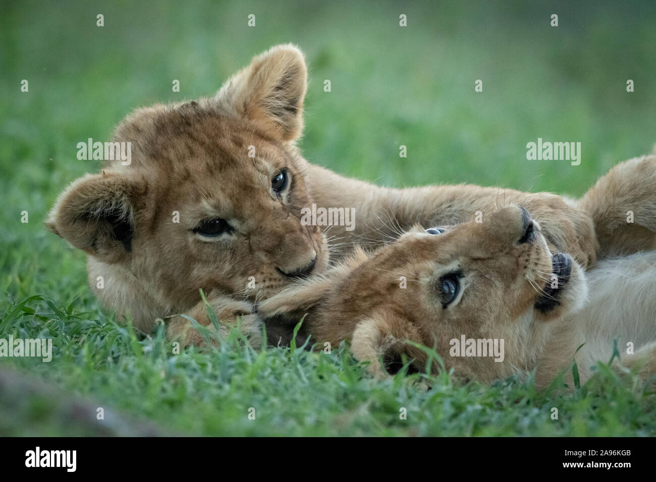 Close-up de dos cachorros de león jugando en hierba Foto de stock