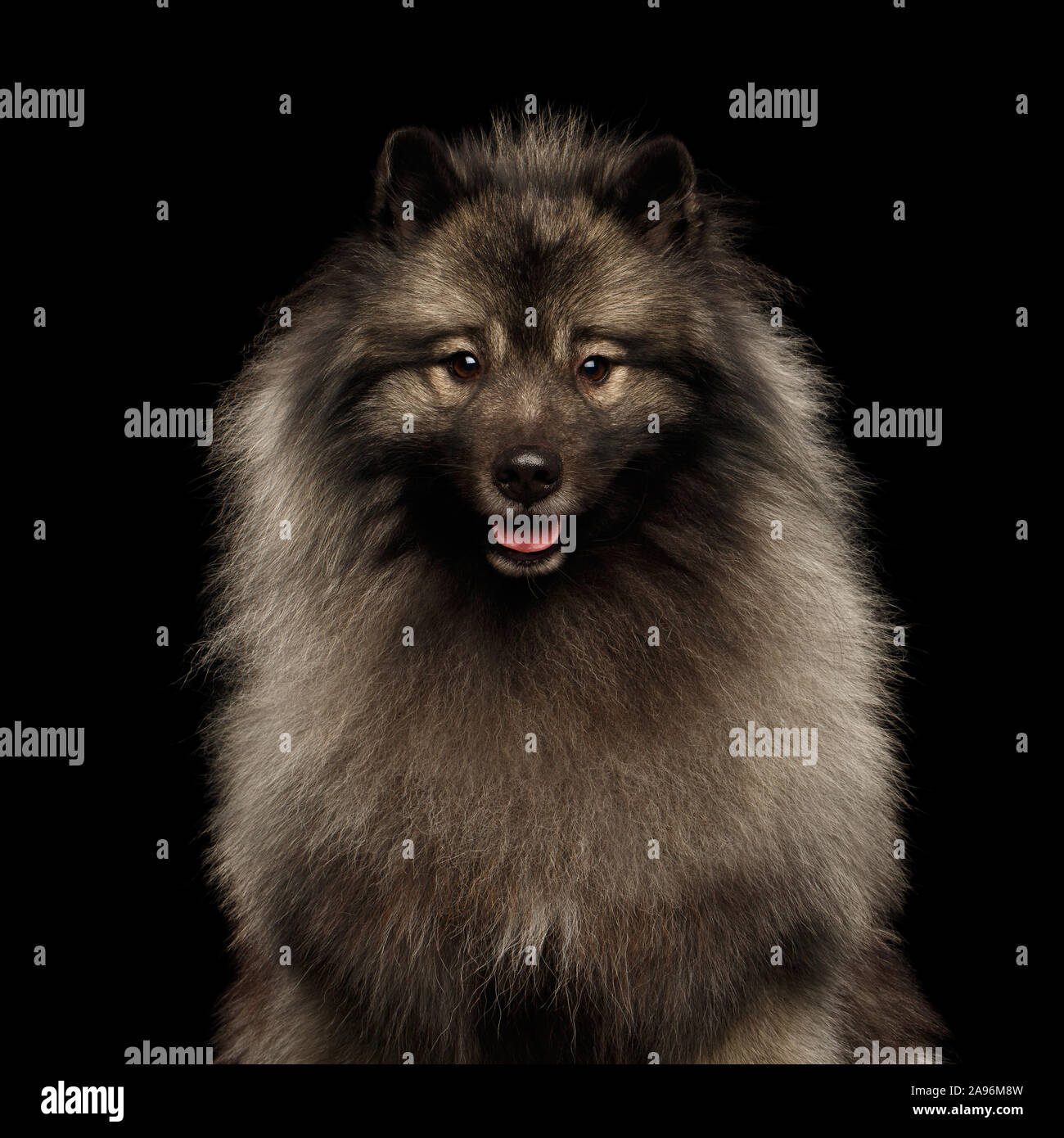 Retrato de Keeshond peludo perro mirando en cámara aislada sobre fondo negro Foto de stock