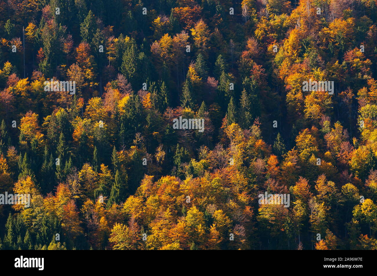 Pendiente de un hermoso bosque mixto en los colores del otoño durante la hora dorada Foto de stock