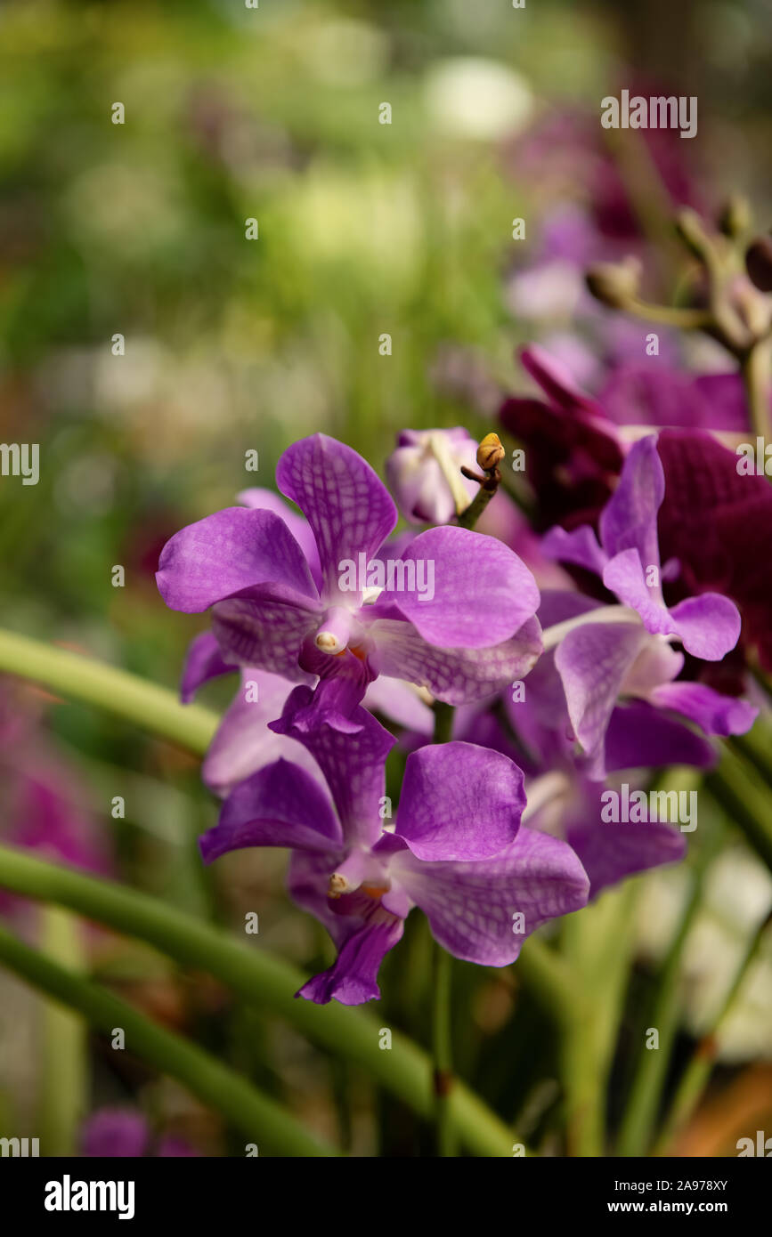 Violeta flores orquídeas Vanda frescura cerrar la planta jardín violeta hermosa macro Foto de stock
