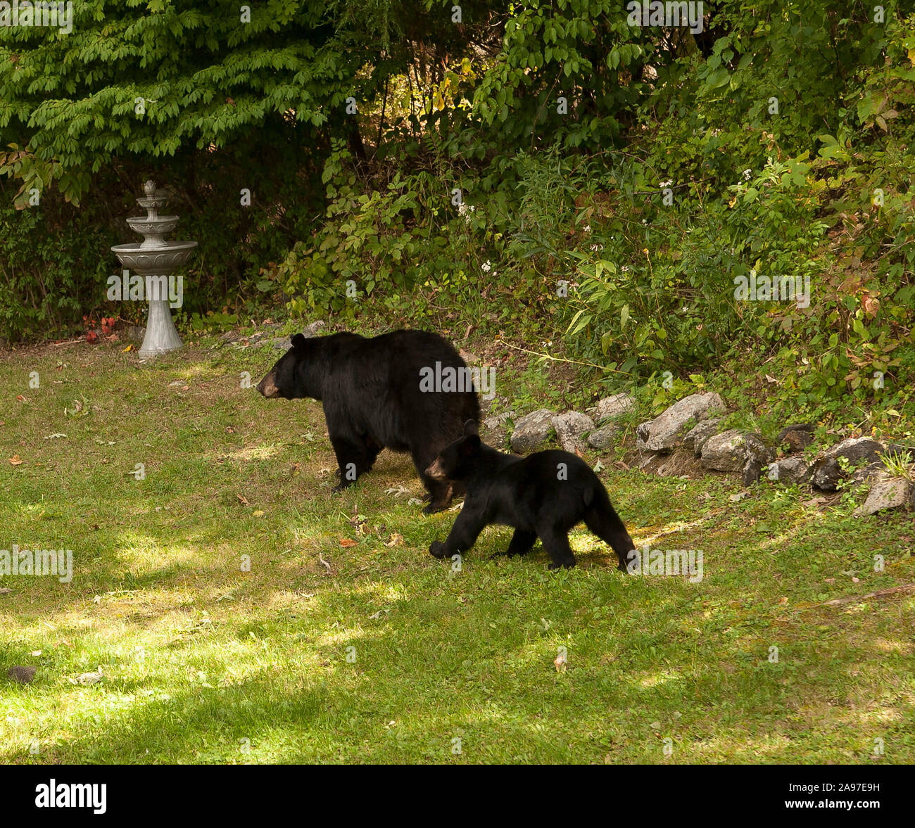 Mama Bear And Papa Bear Fotos E Imagenes De Stock Alamy