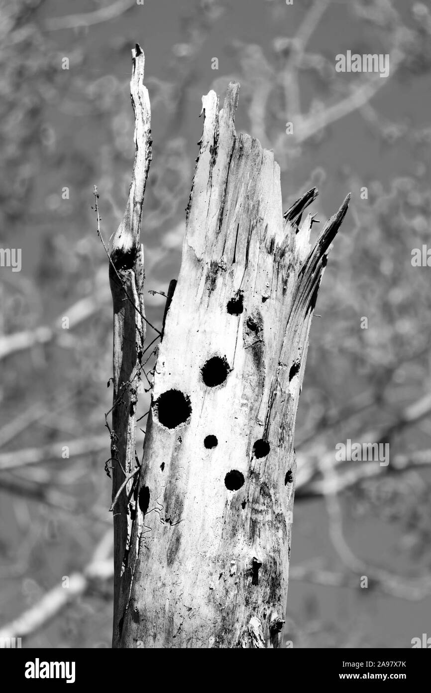 Tronco de árbol con agujeros. Realizados por las aves. Quebec Foto de stock