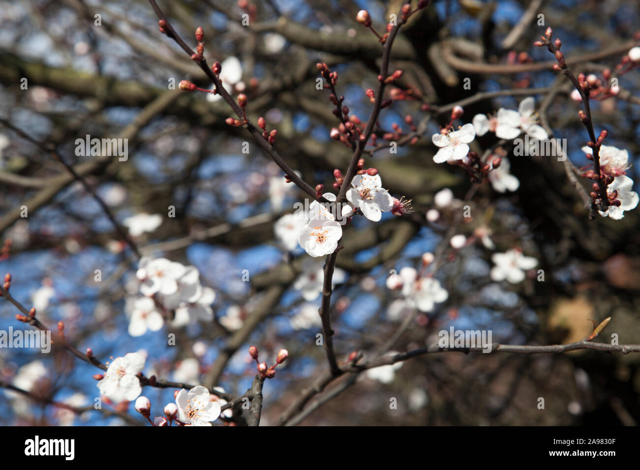 Flor blanca urbana Myrobalan endrino (Prunus cerasifera 'Pissardii') árbol, Londres Foto de stock