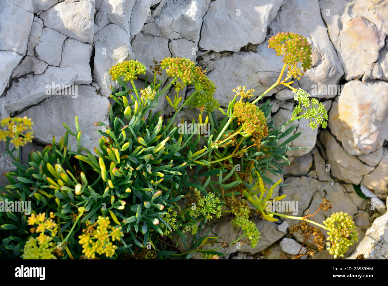 Samphire una planta con flores que crecen entre las rocas de piedra caliza en la costa del mar Adriático, Croacia Foto de stock