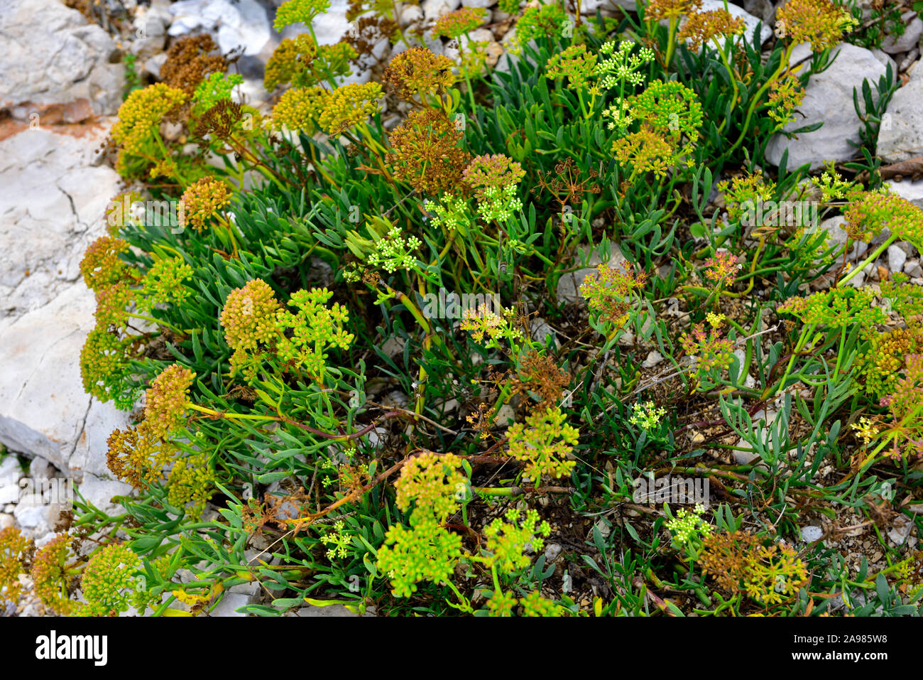Samphire una planta con flores que crecen entre las rocas de piedra caliza en la costa del mar Adriático, Croacia Foto de stock