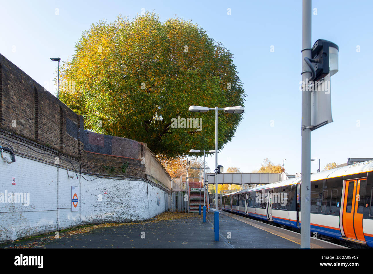 Tuerca de mariposa (Pterocarya fraxinifolia caucásicos) árbol urbano, la estación de trenes superficiales en Highbury and Islington, London N1 Foto de stock