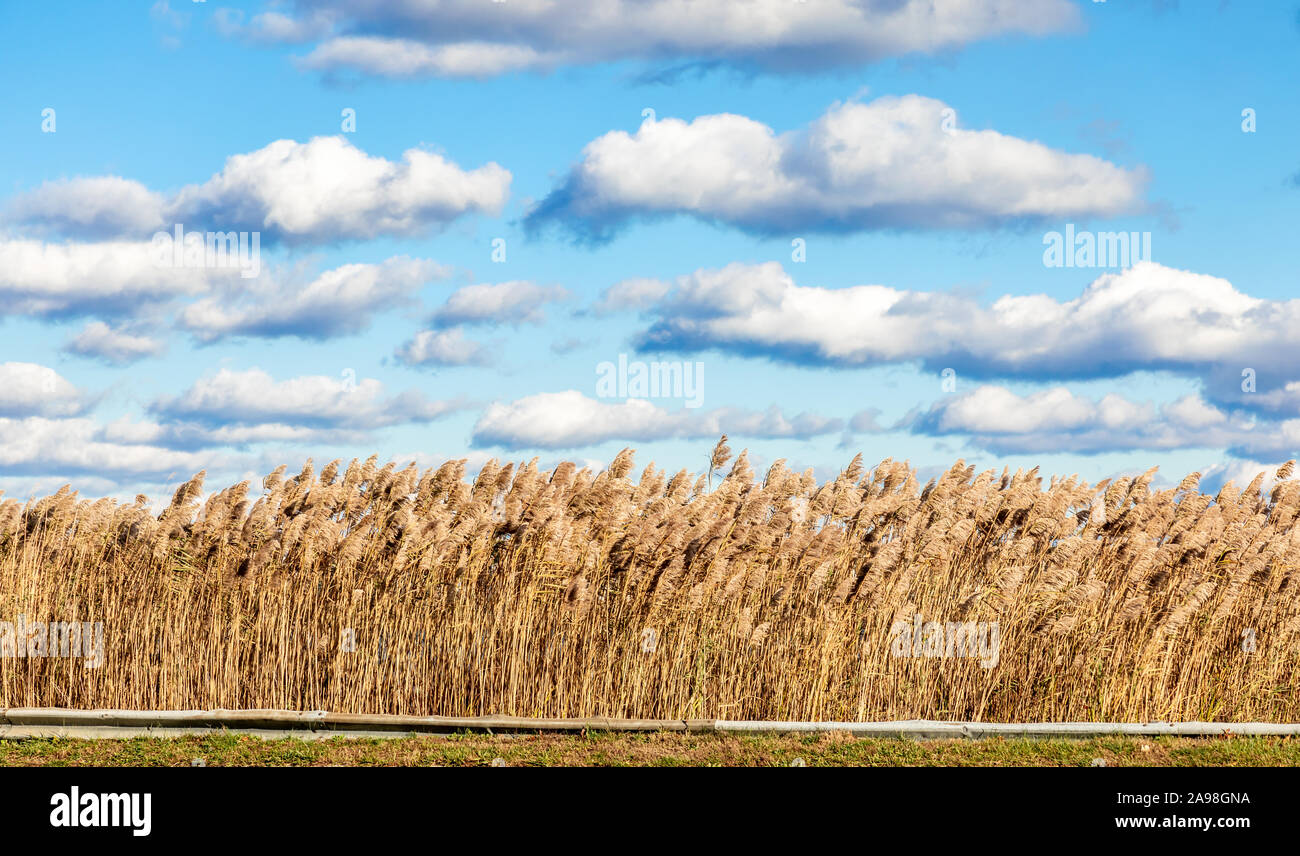 Wild Grass con una increíble cielo de fondo en Montauk, NY Foto de stock