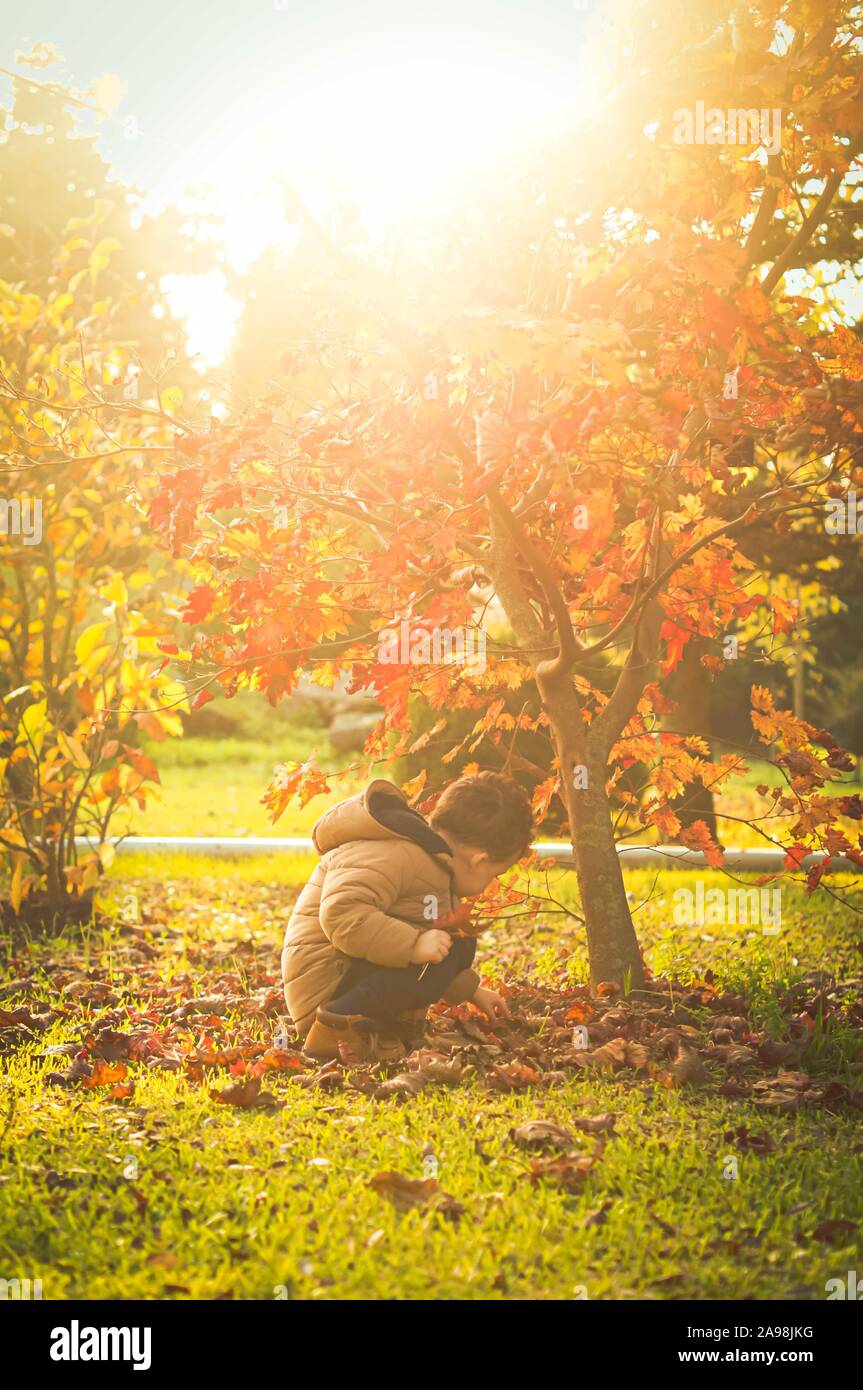 Baby Boy jugando con hojas doradas en la naturaleza en los rayos de sol. Soleado día de otoño. Foto de stock