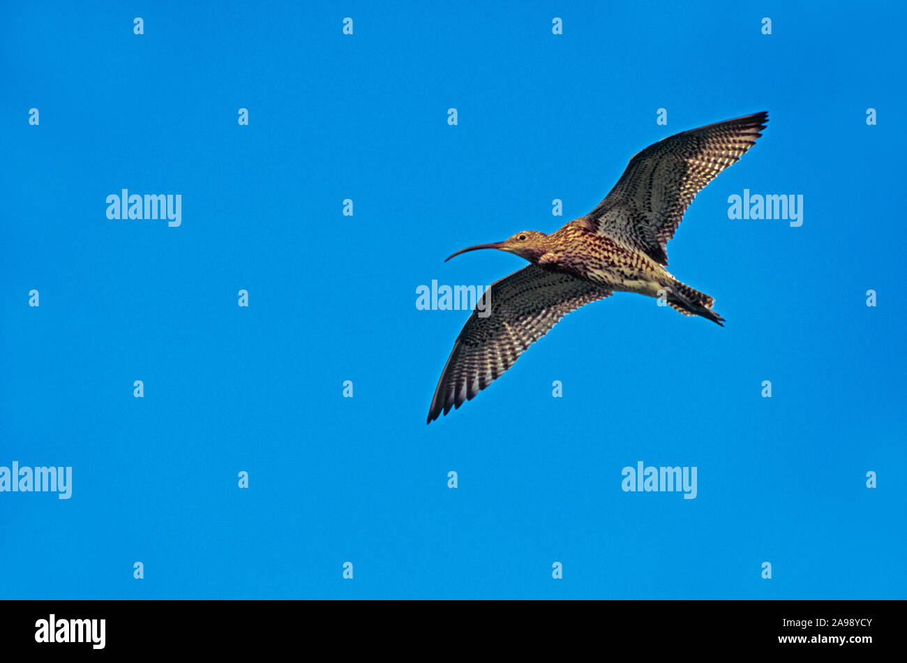 Zarapitos (Numenius arquata ). Volando. Oeste peninsular, Orkney, Escocia Foto de stock