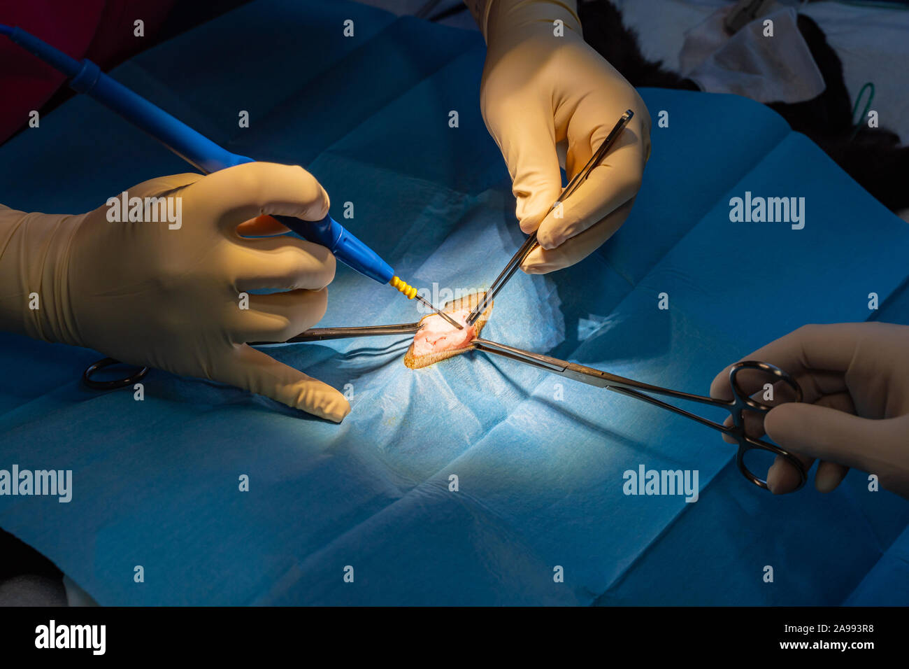 La incisión quirúrgica con disección fórceps y bisturí eléctrico de un gato  en el abdomen en un procedimiento quirúrgico de esterilización Fotografía  de stock - Alamy