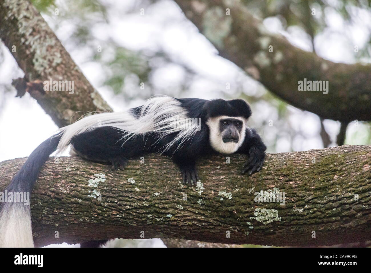 Mono colobo, África Foto de stock