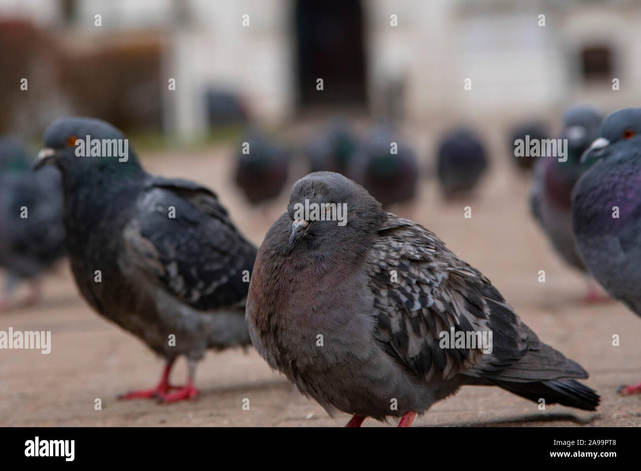 Una gran bandada de palomas en la plaza pavimentado con baldosas rojas. Foto de stock