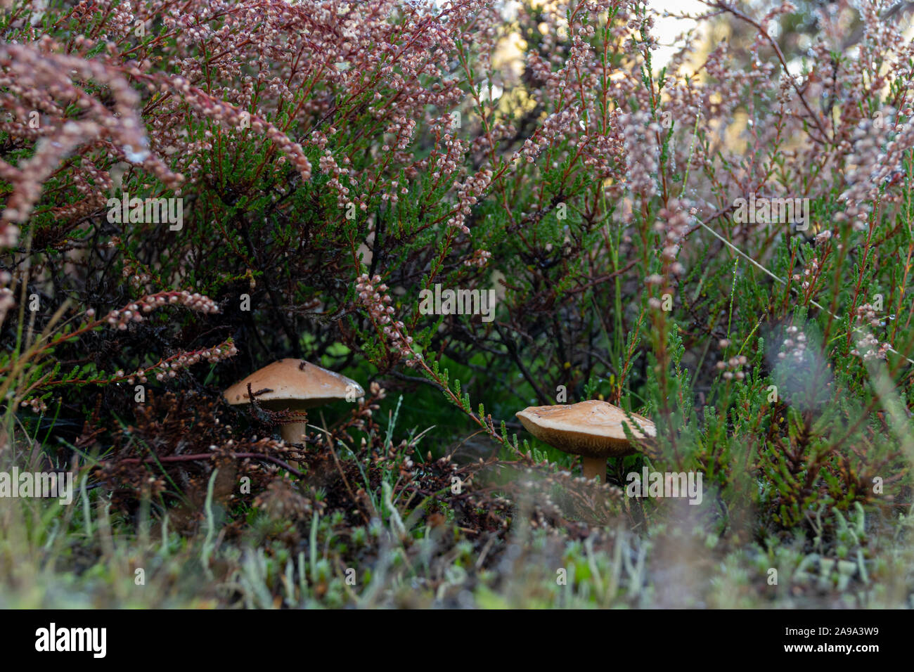 Pilze zischen verblühtem Heidekraut Foto de stock