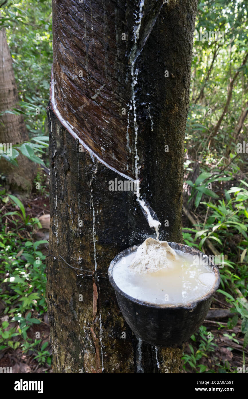 Árbol de caucho con caucho natural en color blanco leche caiga al  recipiente o bote en plantaciones de árboles de caucho natural de látex es  una agricultura de cosecha Fotografía de stock -