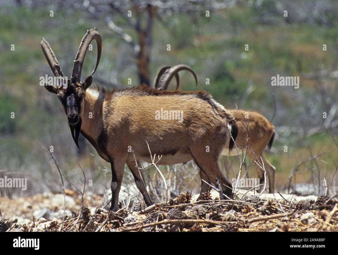 La cabra salvaje (Capra aegagrus). Esta especie se considera el