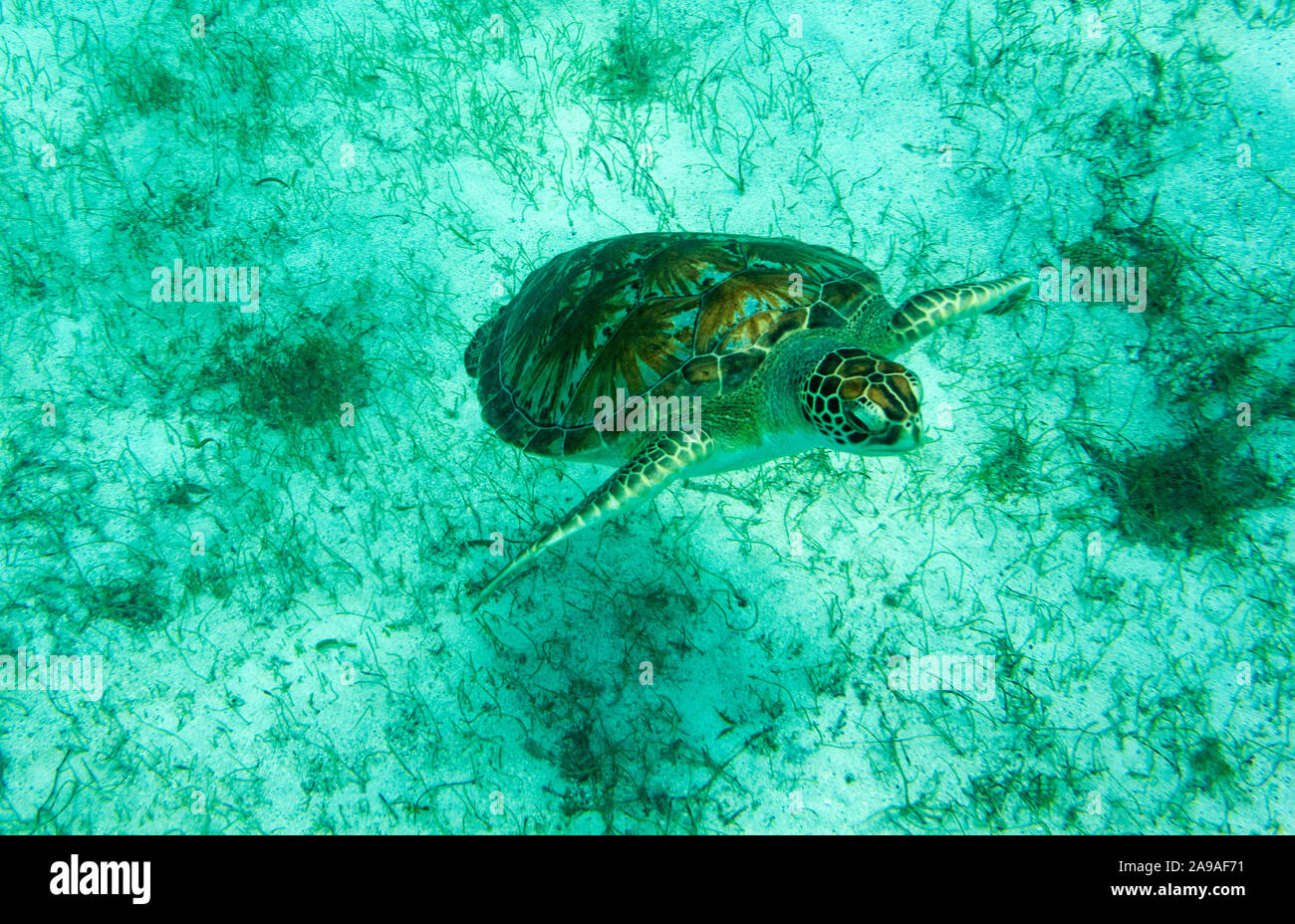 Subiendo por aire: tortuga verde (Chelonia mydas) nadando en mares someros, iluminadas por el sol del Caribe. Foto de stock