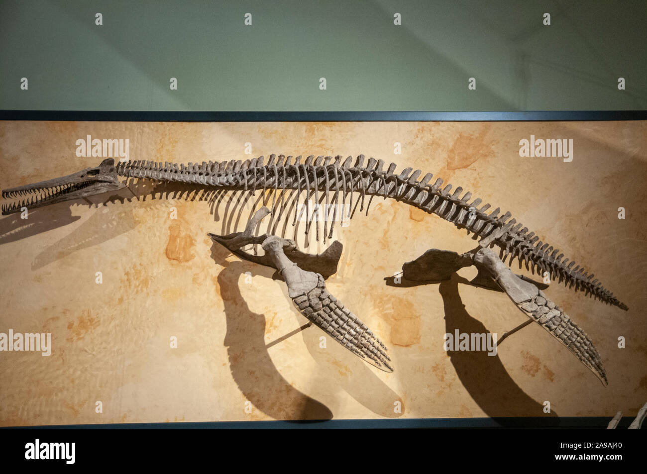 Dolichorhynchops Torpedo AKA fósiles del mar. Dolichorhynchops es un género extinto de plesiosaurio polycotylid desde el Cretácico tardío (comienzos Turoni Foto de stock