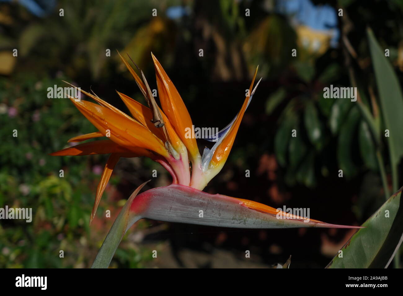 Ave del paraíso en plena floración de plantas, el nombre científico es  Strelitzia y esto fue tomado en Corralejo en Fuerteventura, Islas Canarias,  España Fotografía de stock - Alamy