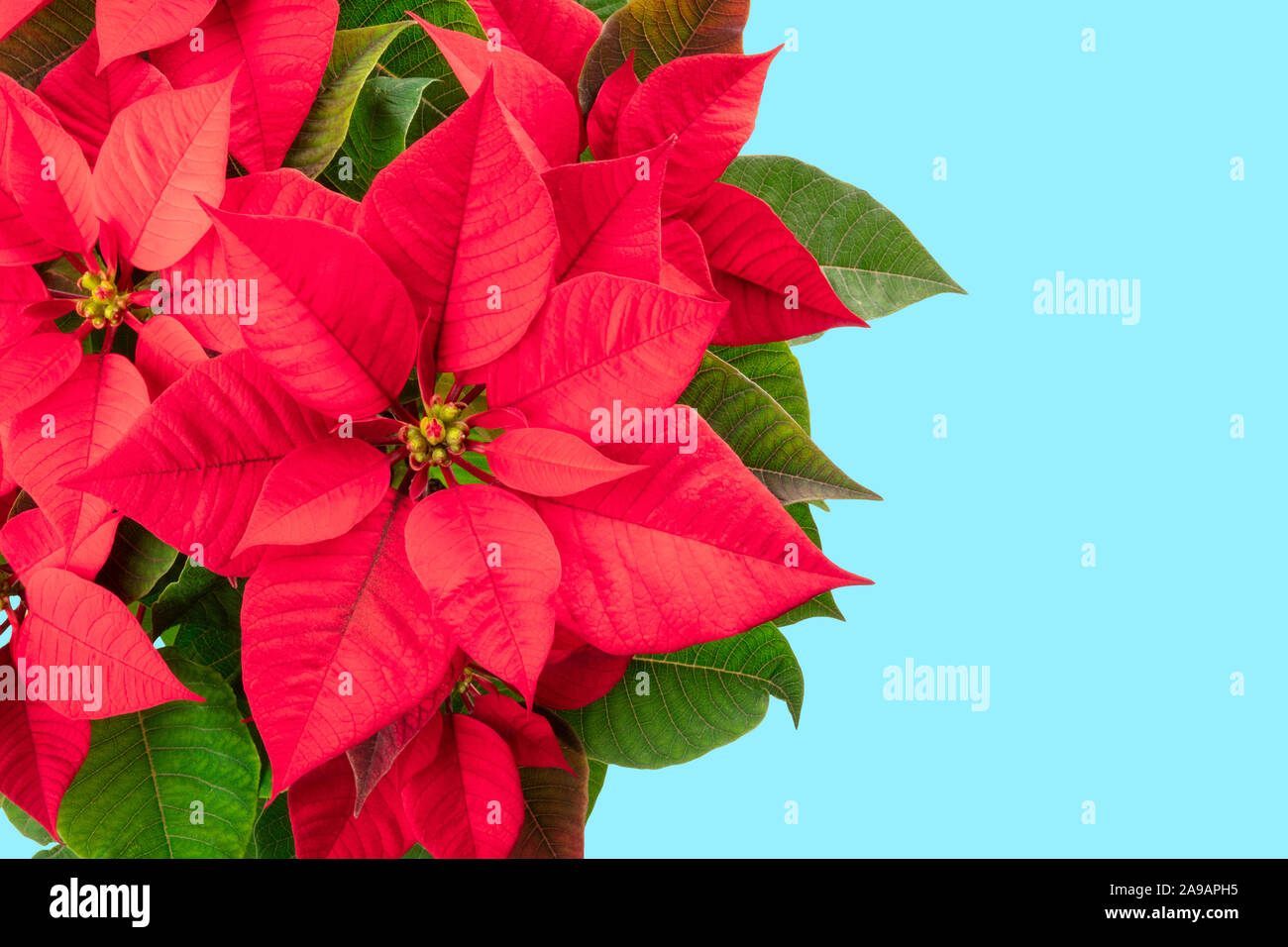 Nochebuena, Navidad, flores sobre un fondo azul con un lugar para el texto  Fotografía de stock - Alamy