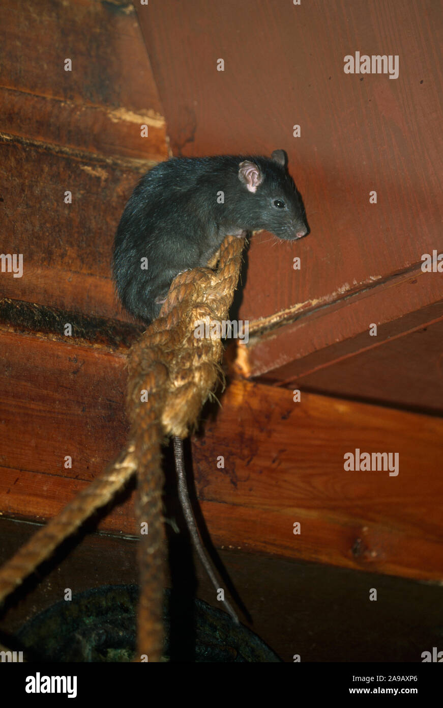 Rata Negra la escalada. Rattus rattus Foto de stock