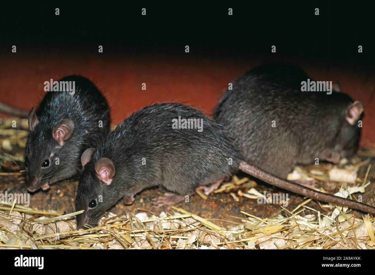 Alimentación grupo Rata Negra Rattus rattus Foto de stock