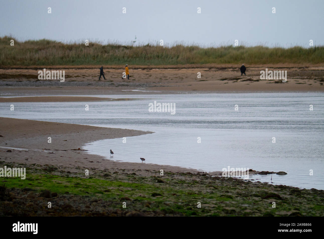 La gente caminando a su perro en la playa en el Loch Fleet cerca Golspie Sutherland Escocia UK Foto de stock