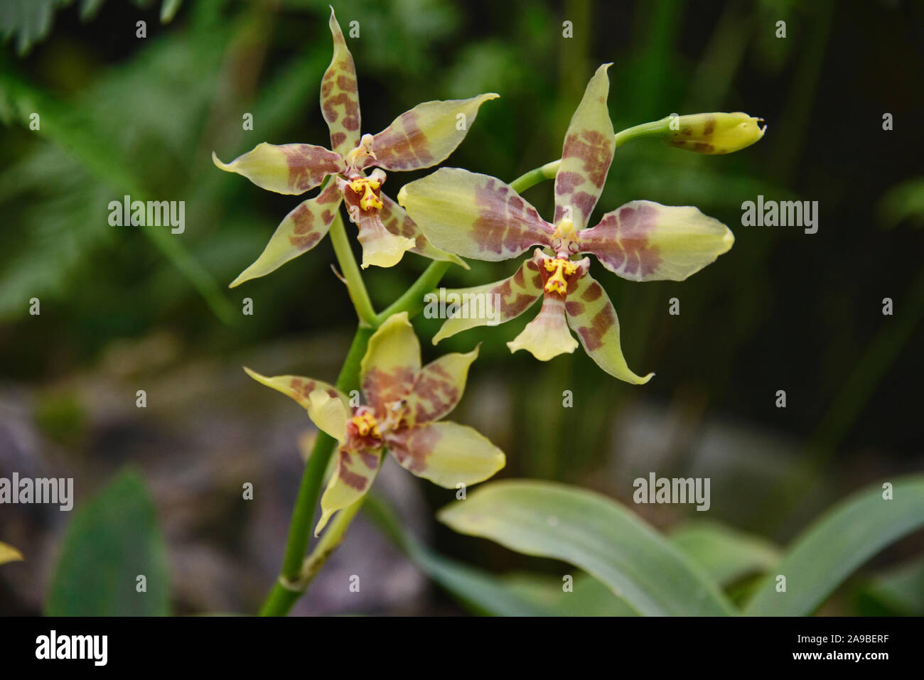 Odontoglossum orquídeas en el Jardín Botánico de Quito, Quito, Ecuador Foto de stock