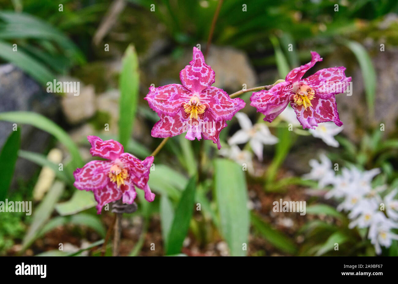 Jardin botanico de quito fotografías e imágenes de alta resolución Alamy