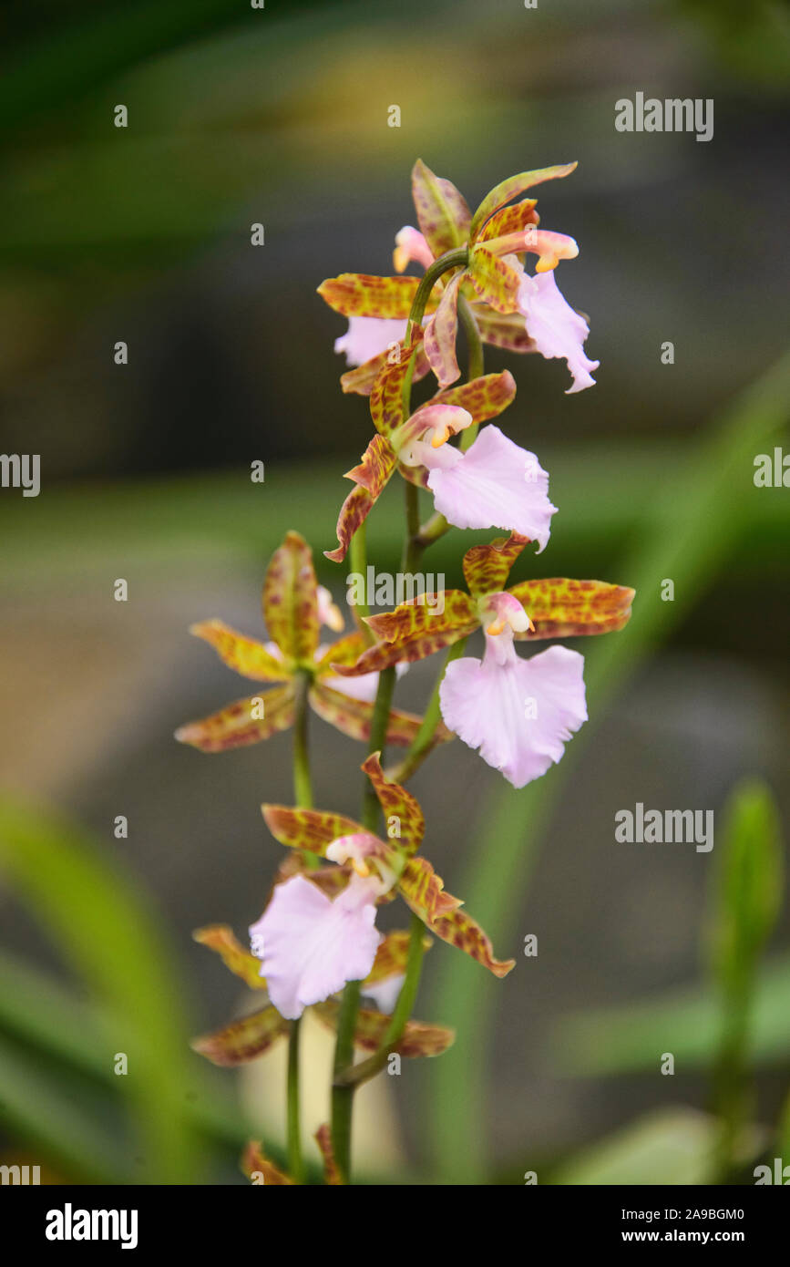 Odontoglossum orquídeas en el Jardín Botánico de Quito, Quito, Ecuador Foto de stock