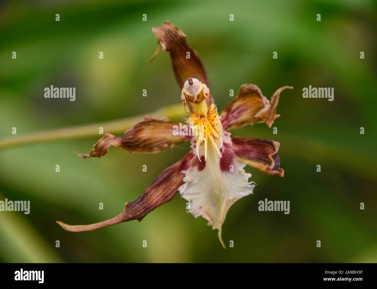 Odontoglossum orquídeas en el Jardín Botánico de Quito, Quito, Ecuador Foto de stock