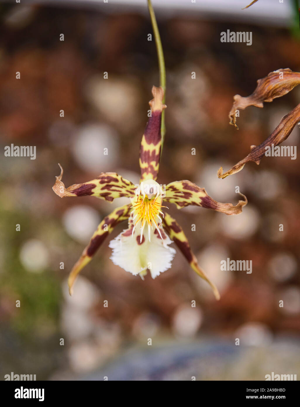 Odontoglossum orquídeas en el Jardín Botánico de Quito, Quito, Ecuador Foto de stock