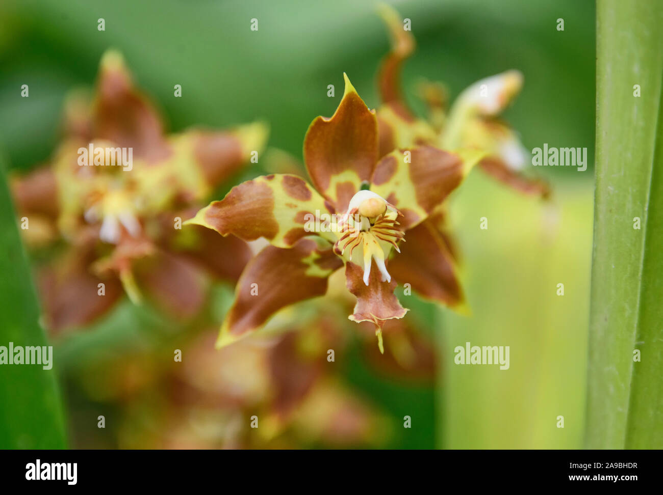 Odontoglossum orquídeas en el Jardín Botánico de Quito, Quito, Ecuador Foto de stock