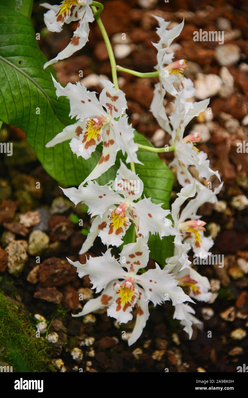 Odontoglossum orquídeas en el Jardín Botánico de Quito, Quito, Ecuador Foto de stock