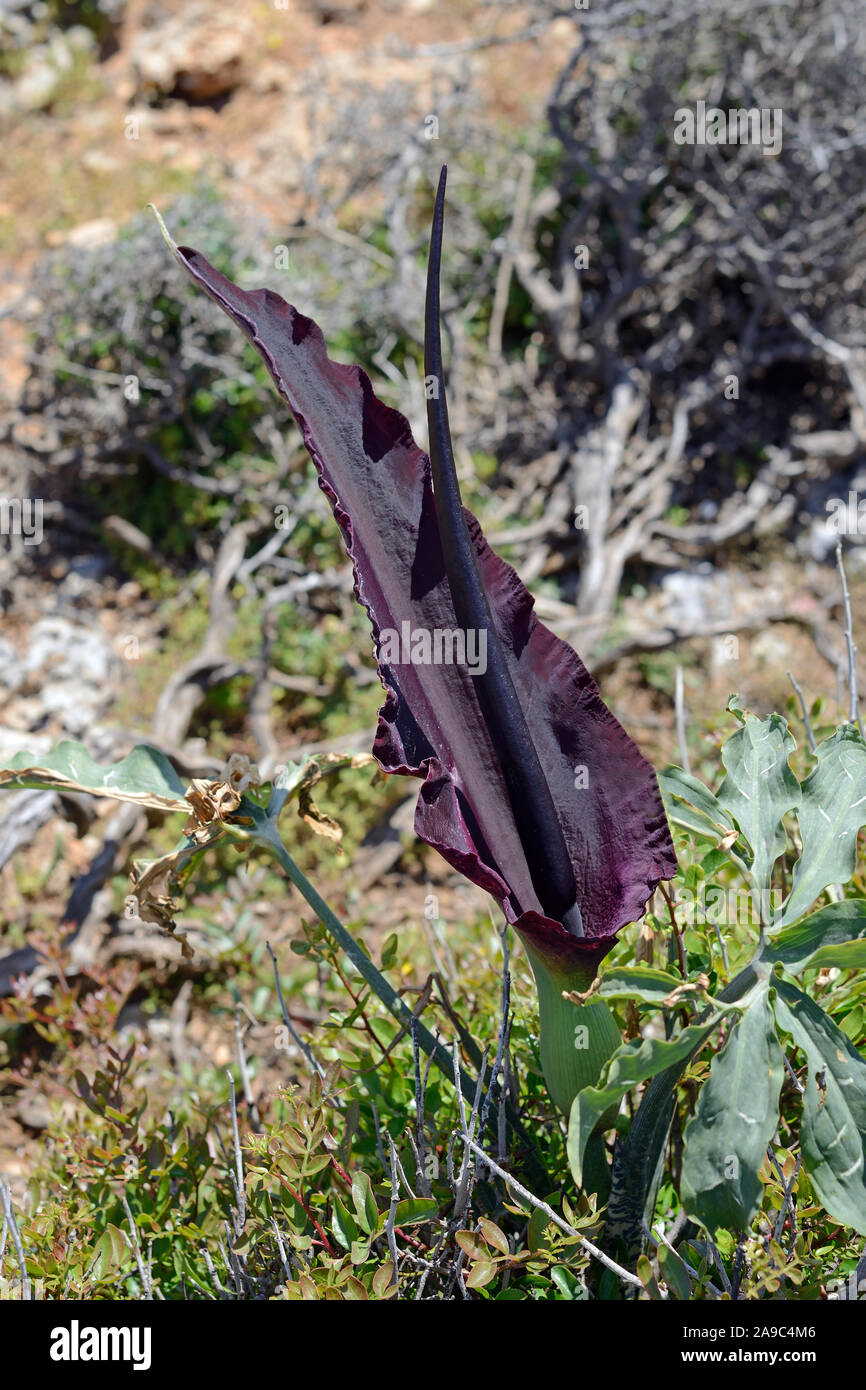 Dracunculus vulgaris (dragon arum) es endémica en los Balcanes, incluyendo partes de Grecia, Creta y las islas del Egeo, y partes de Anatolia. Foto de stock