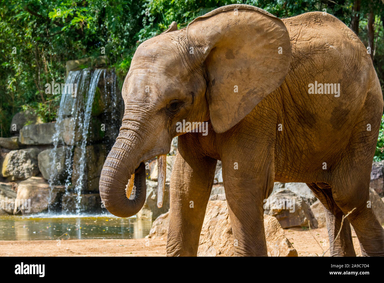 Elefante africano (Loxodonta) en el Zoo de la Flèche, parque zoológico en Pays de la Loire, Francia Foto de stock