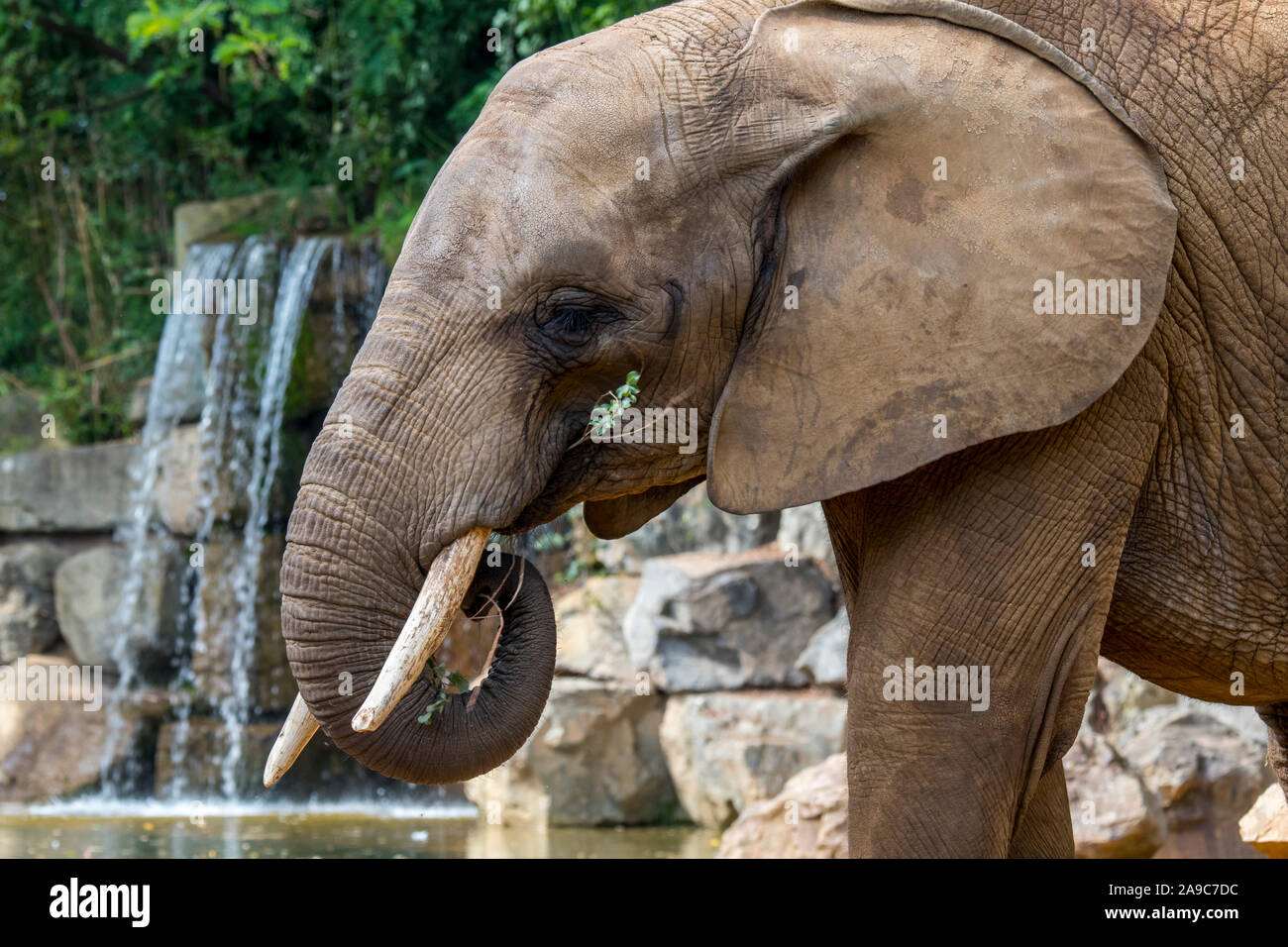 Elefante africano (Loxodonta) comiendo ramitas con el tronco en el Zoo de la Flèche, parque zoológico en Pays de la Loire, Francia Foto de stock
