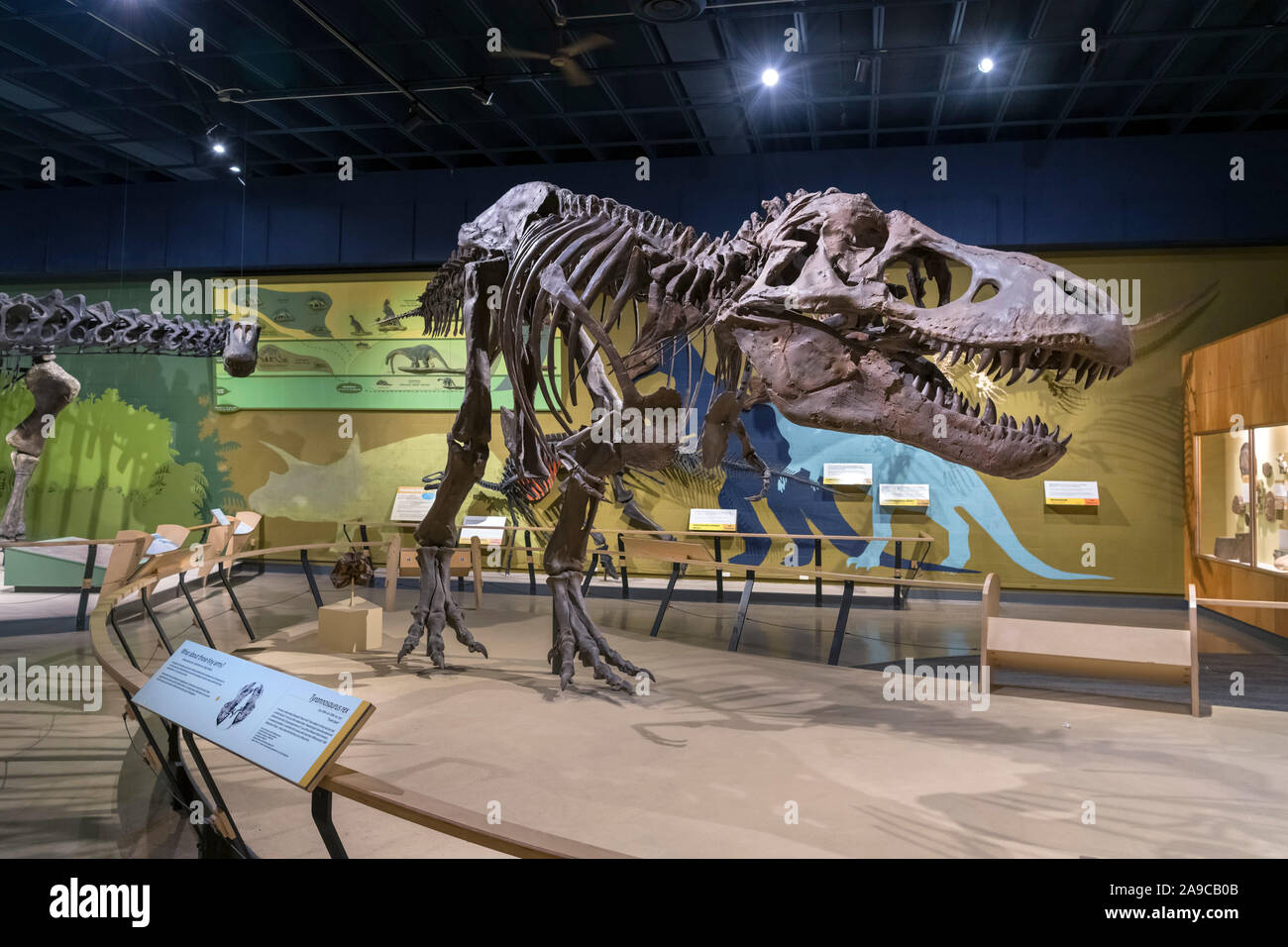 Tyrannosaurus rex. Restos fósiles de T. Rex en el Museo de Historia Natural de Cleveland, en Cleveland, Ohio, EE.UU. Foto de stock