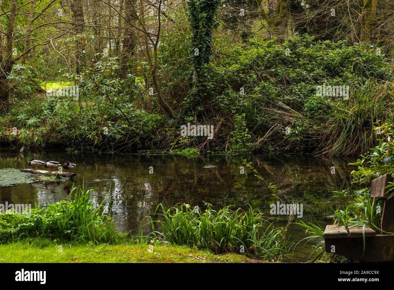 tres patos reales durmiendo en un tronco en medio de un río, juntos en una línea, banco del parque cerca, rodeado de un exuberante follaje verde Foto de stock