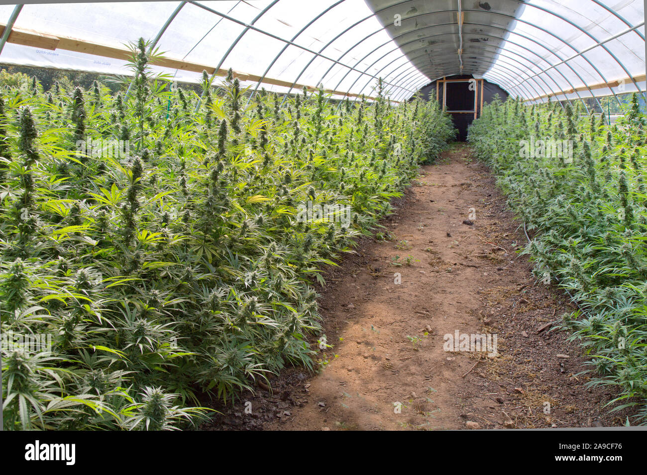 Maduración de cáñamo orgánico en invernadero. Lado izquierdo 'Lifter', 'Suver cepa derecha Haze'. Cannabis sativa. Foto de stock