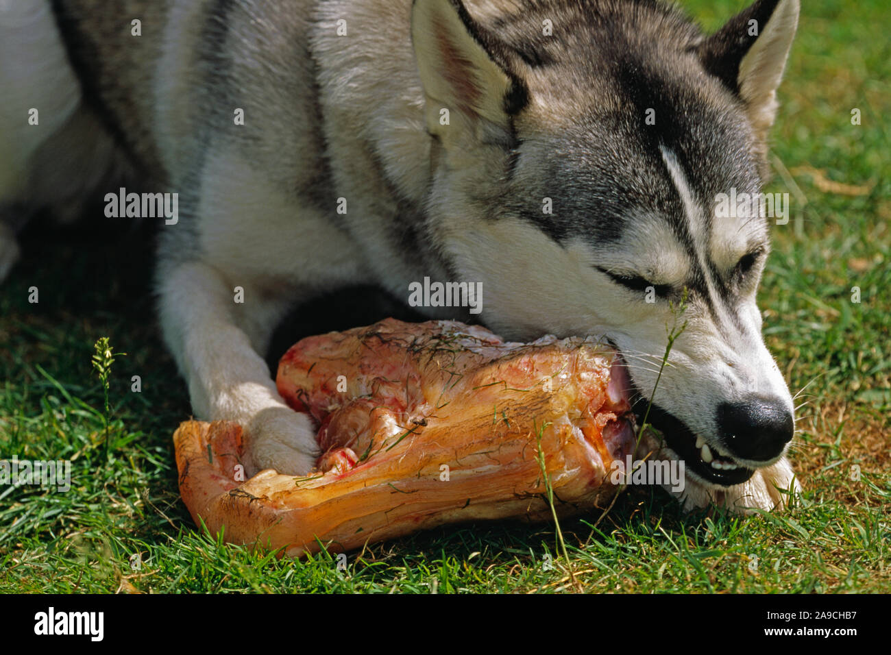 HUSKY siberiano de 4 meses, el cachorro (Canis lupus familiaris), usando carnassial dientes molares molares (pre) para distorsionar la carne de un hueso. Foto de stock