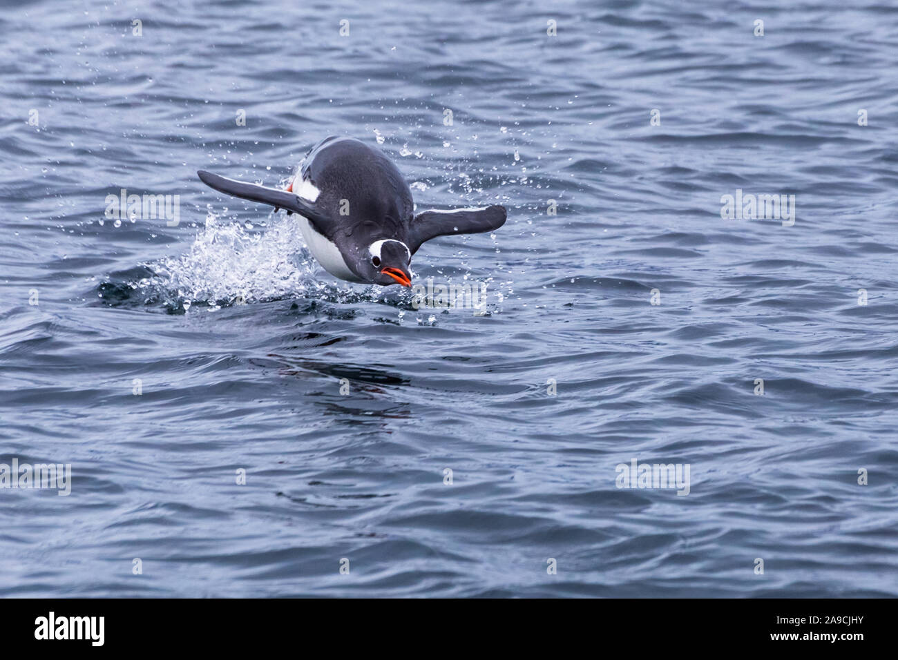 Penguin saltando fuera del agua para respirar en la Antártida durante la acción de forrajeo, congelado el movimiento de animales en el aire por encima de la superficie, en la Península Antártica Foto de stock