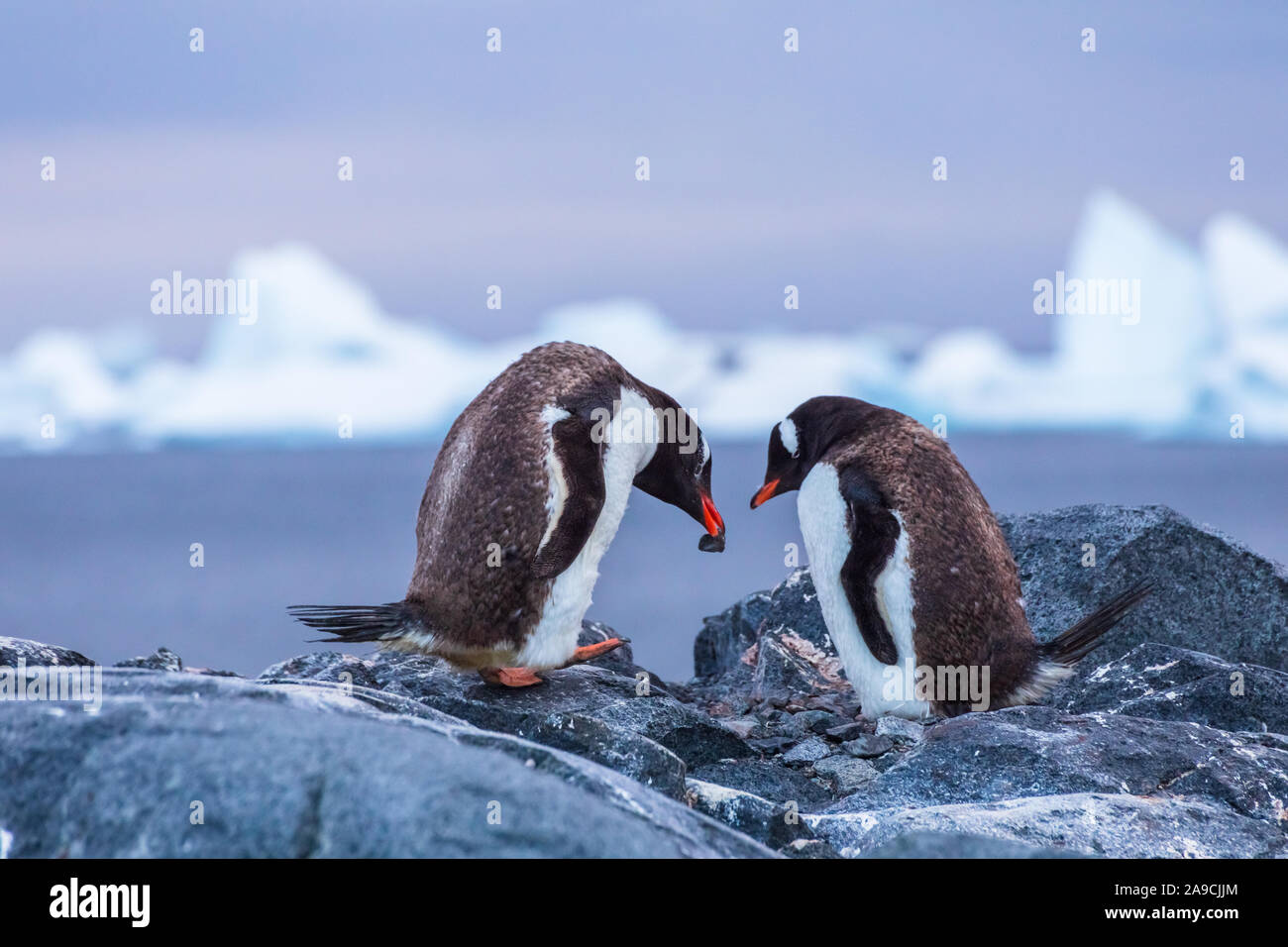 Las parejas reproductoras de pingüinos Gentoo creando un nido con piedras en la Antártida con icebergs en segundo plano. Foto de stock