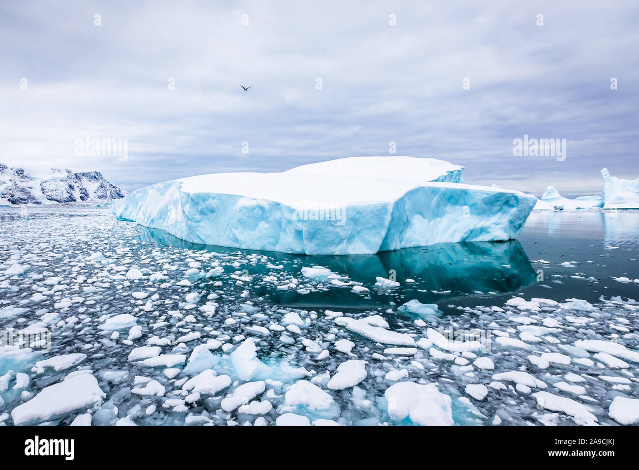 Iceberg con hielo azul y cubierto por la nieve en la Antártida, el pintoresco paisaje helado en la Península Antártica. Foto de stock