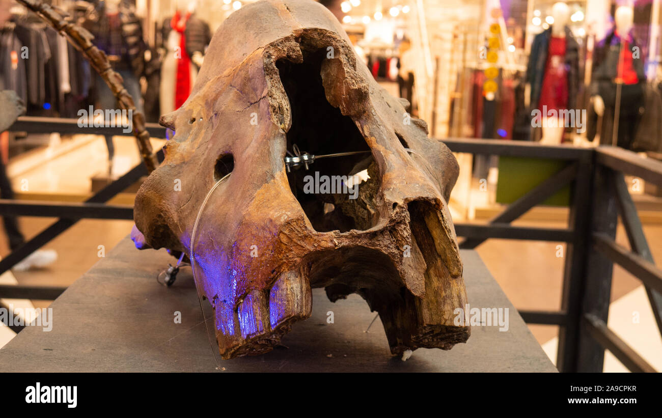 Esqueleto de dinosaurio cabeza cerca de foto en el museo Foto de stock