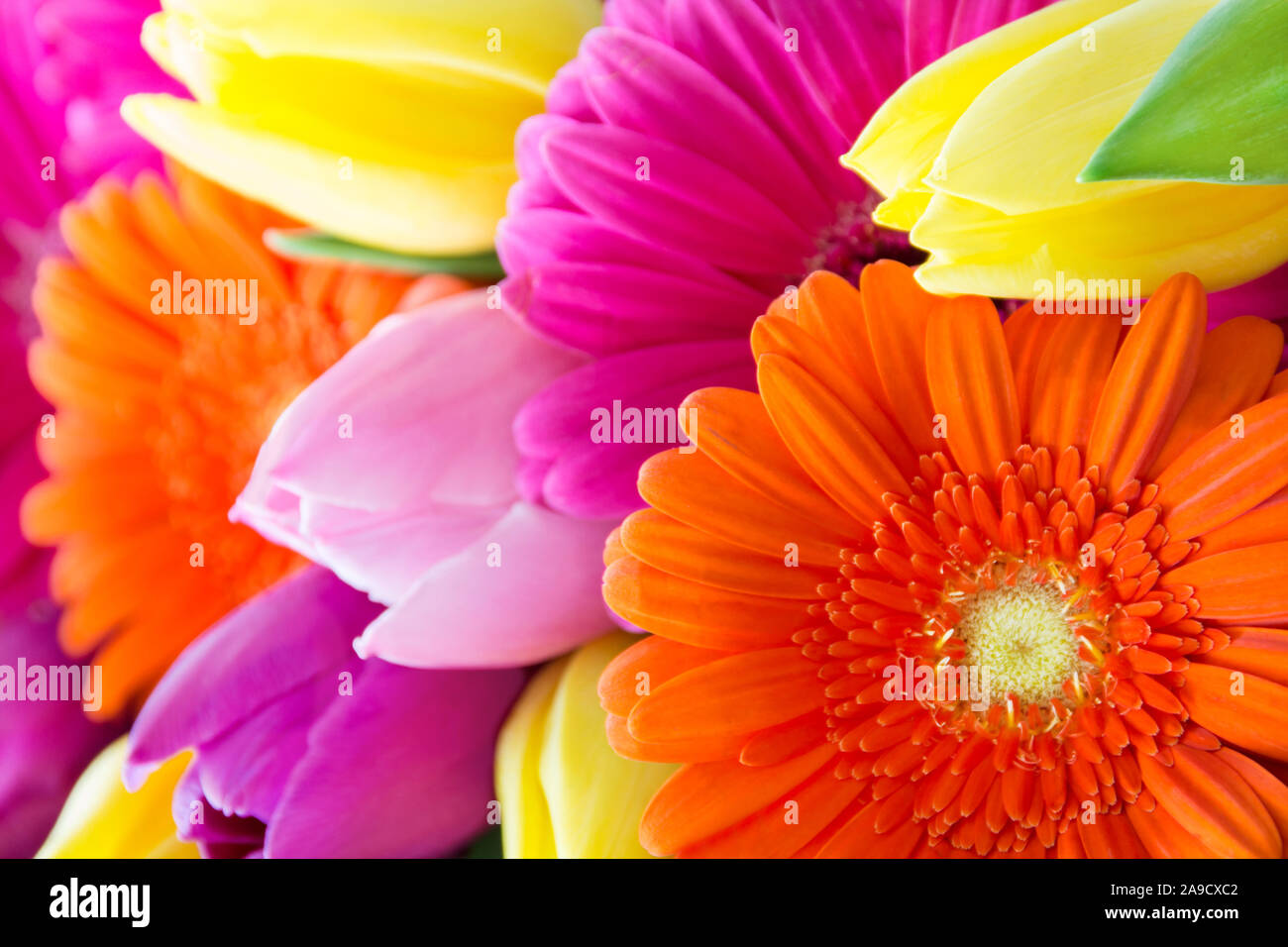 Ramo de tulipanes y gerberas Fotografía de stock - Alamy